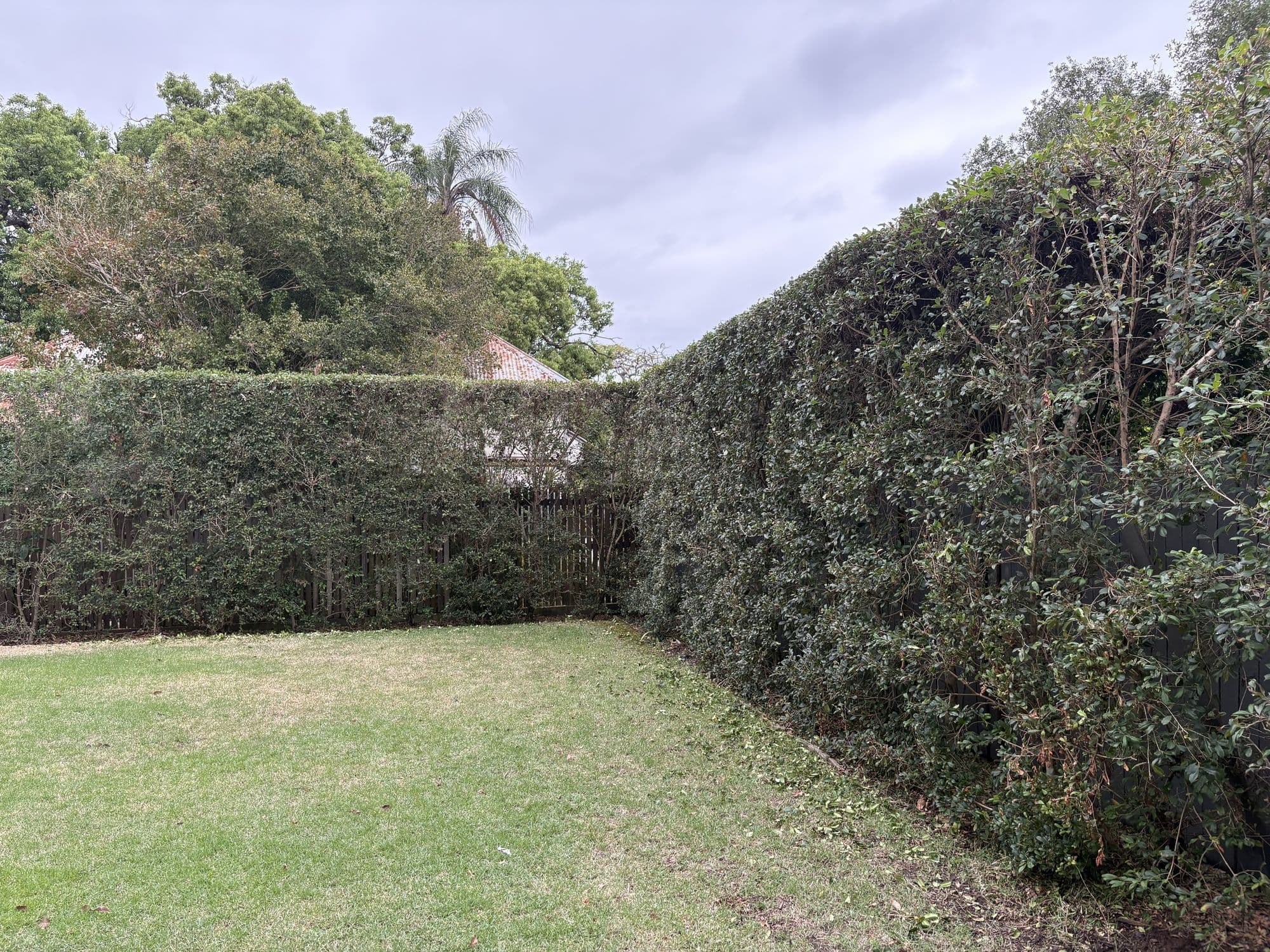 Backyard hedge screens trimmed around a lawn