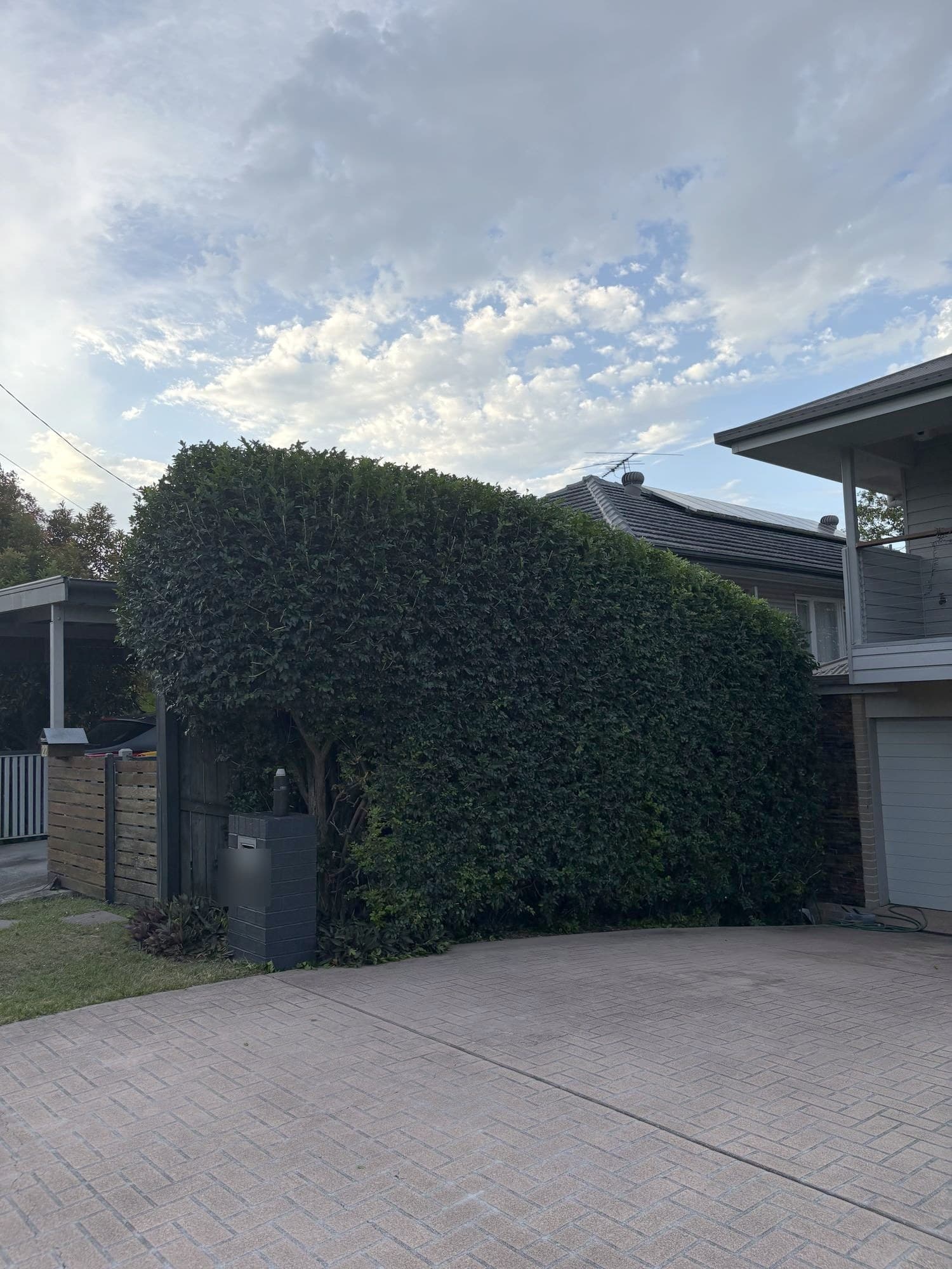 Rounded hedge screen beside a driveway