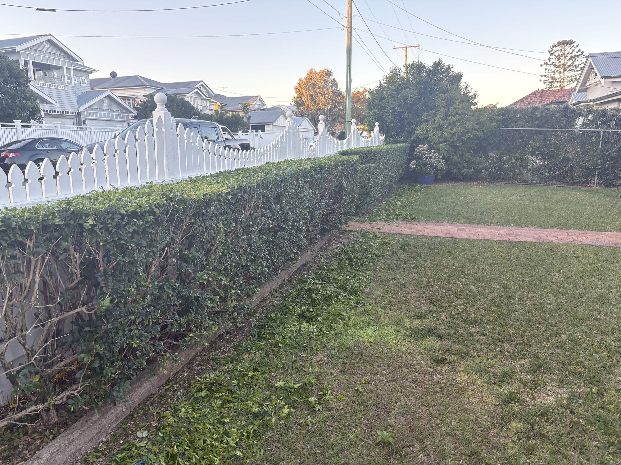 Hedge along a white picket fence trimmed level