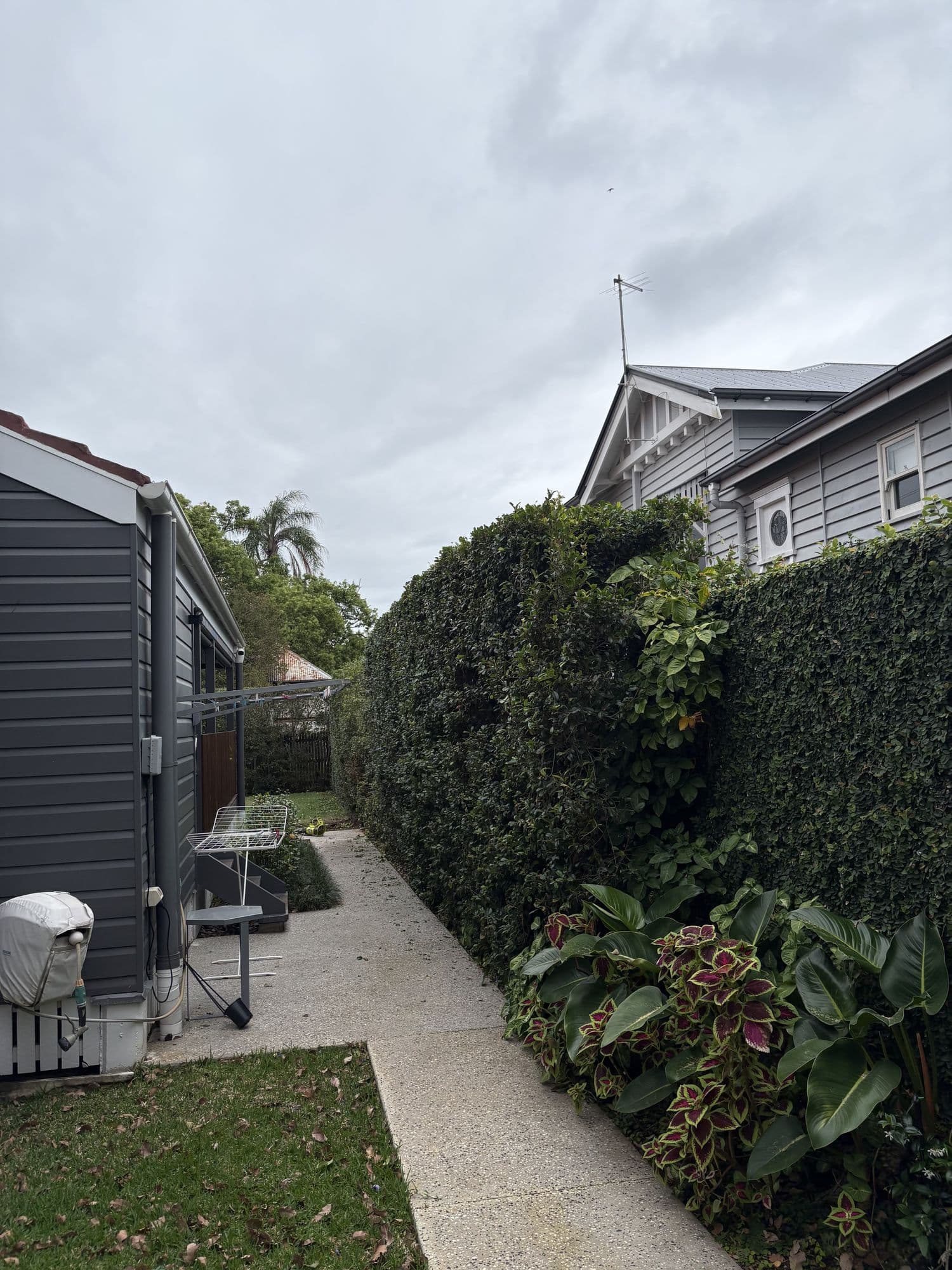Tall hedge trimmed along a side garden path
