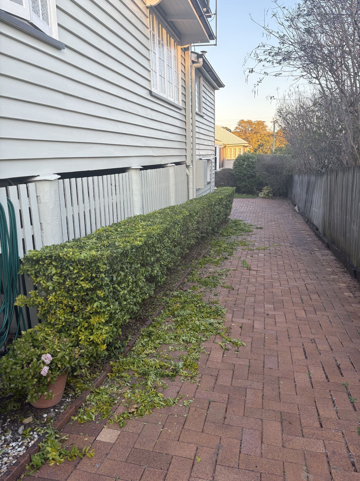 Low hedge trimmed along a brick path, clippings mid clean-up