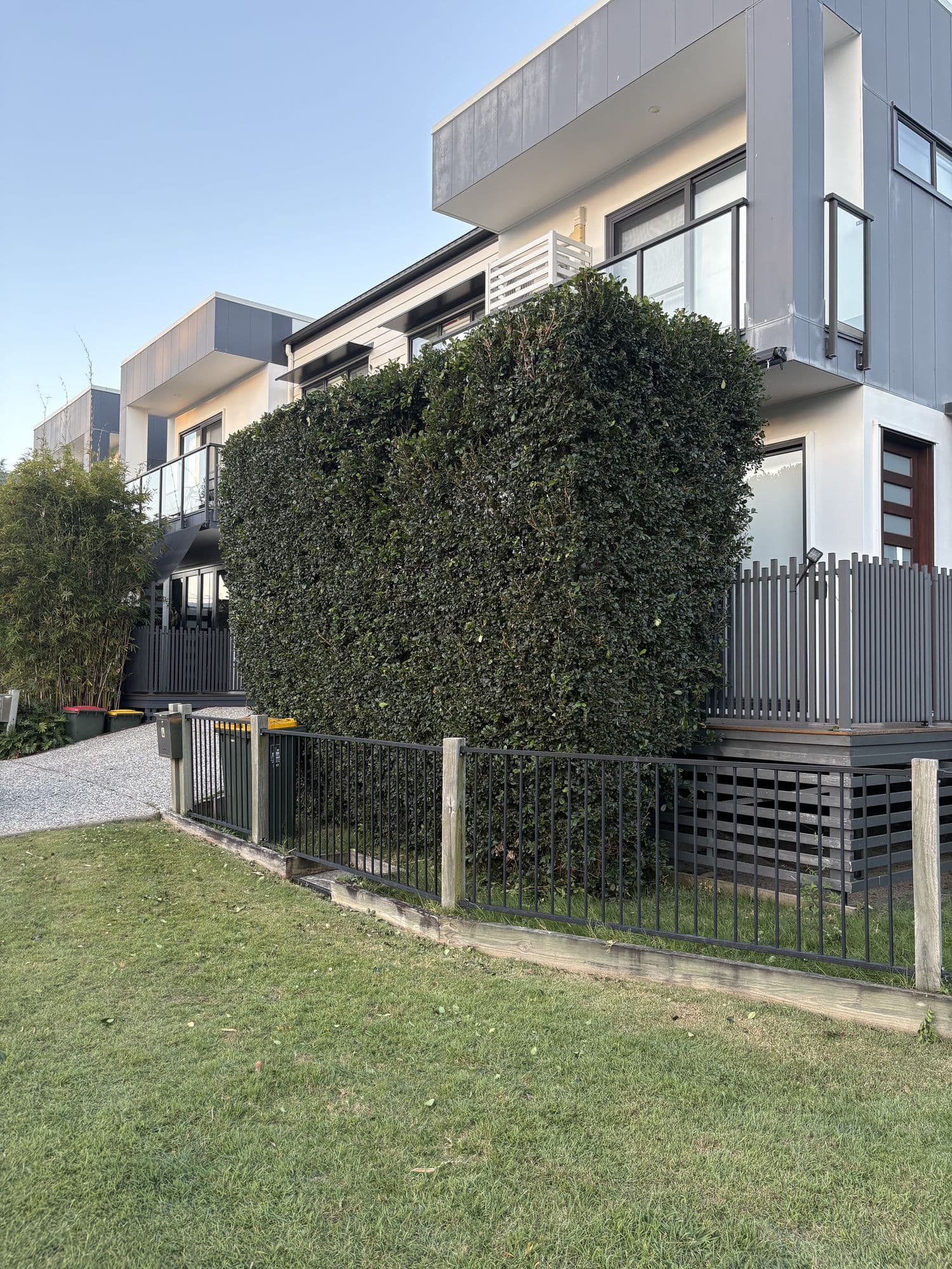 Tall privacy hedge squared off in front of townhouses