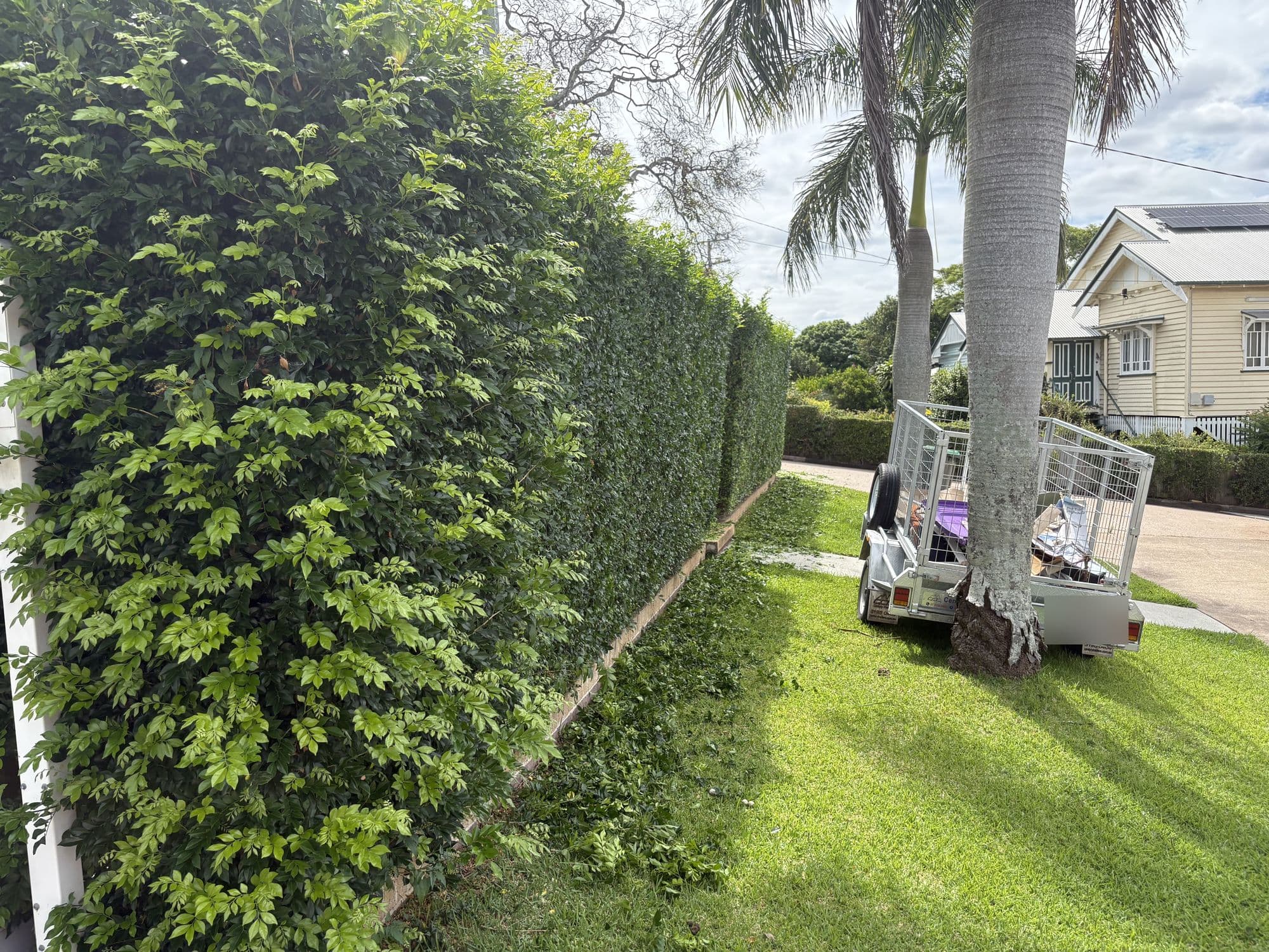 Long hedge freshly trimmed, with the trailer loaded on the lawn