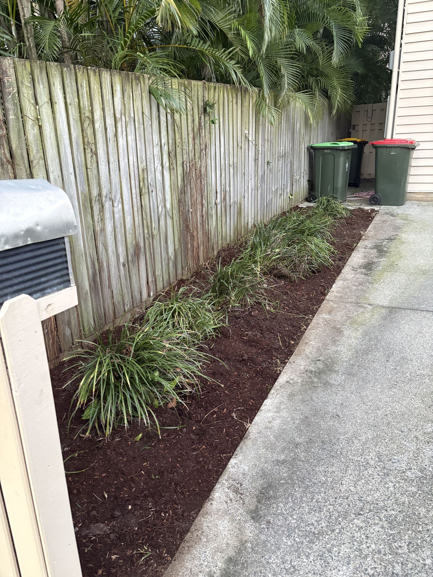 Fresh mulch laid around lomandras along a fence line
